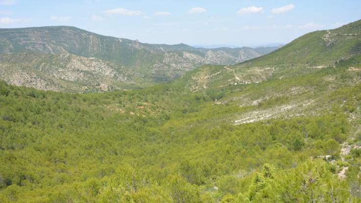 &quot;Tenemos que recuperar las políticas forestales&quot;: así vuelven a la vida los montes quedamos en la Región de Murcia