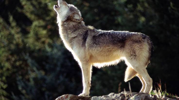 ¿Es bueno que se prohíba cazar lobos? División de opiniones en Asturias