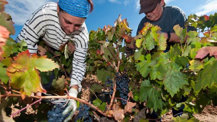 El descenso de las ventas del Rioja amenaza con una nueva caída del precio de la uva