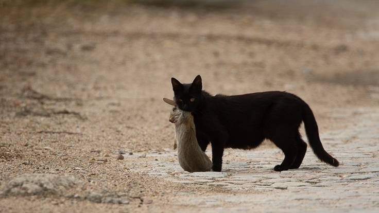 Espacio de Ecología: La amenaza de los gatos domésticos en el medio natural