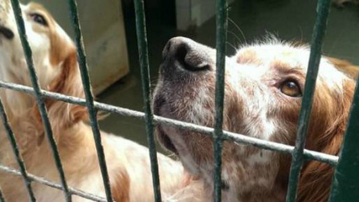 El centro municipal de recogida de animales de Bilbao acogió a 233 perros en 2021