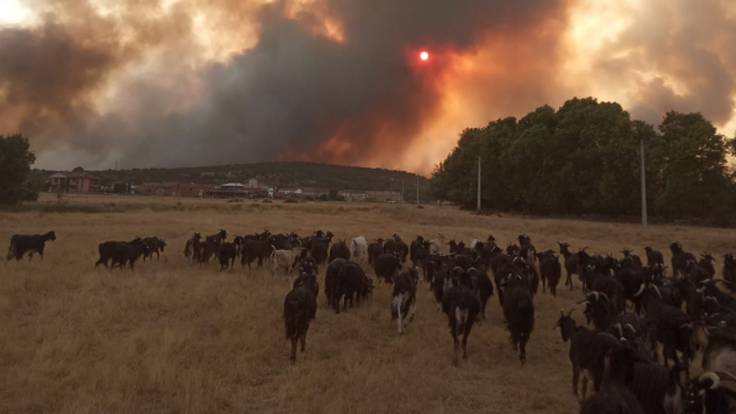 El incendio de Losacio acaba con una ganadería ecológica de Cabras en San Martín de Tábara
