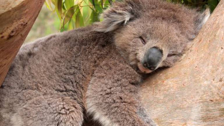 Los seis animales del planeta que más duermen según los científicos |  Actualidad | Cadena SER