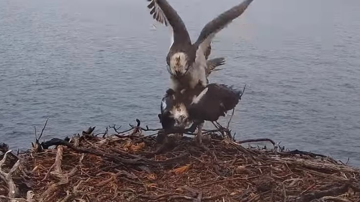 Ya puedes ver las imágenes de las cámaras ocultas para controlar la reproducción del águila pescadora en Baleares