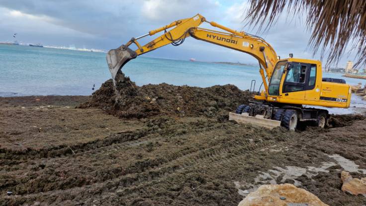 El ayuntamiento de La Línea ha retirado 500 toneladas de algas de sus playas