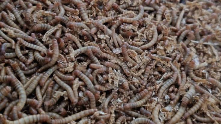 El Campo en la SER| La larva del escarabajo como proteína