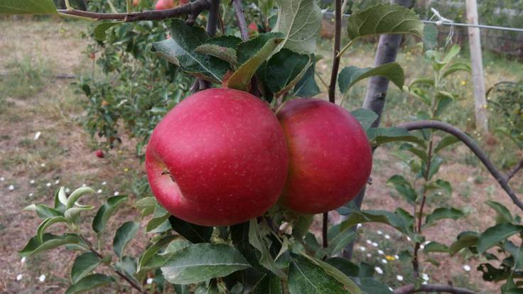 Comença la recollida de la poma biolord amb bones perspectives de temporada