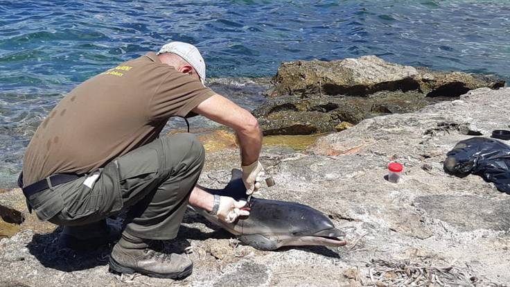Una cría de delfín aparece malherida y fallece en la playa de Caló des Moro