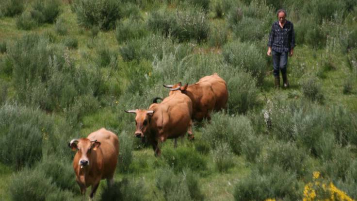 &#039;La ganadería es necesaria para el paisaje de Ancares&#039;