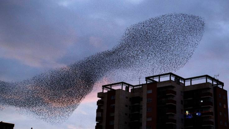 Las aves que dibujan el cielo de Aranda de Duero y sus características y curiosidades