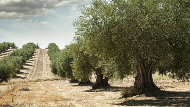 Francisco:&#039;Las olivas de Jaén se han visto afectadas por el calor. Los propietarios tienen la subvención asegurada&#039;
