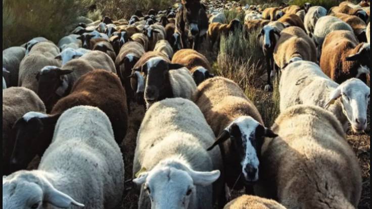 Feria del pastor y la trashumancia en San Vitero