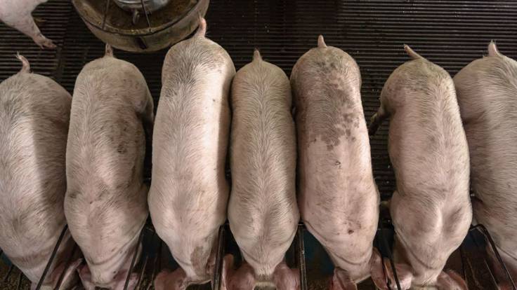 La modificación de la normativa para granjas de porcino divida a ganaderos y vecinos