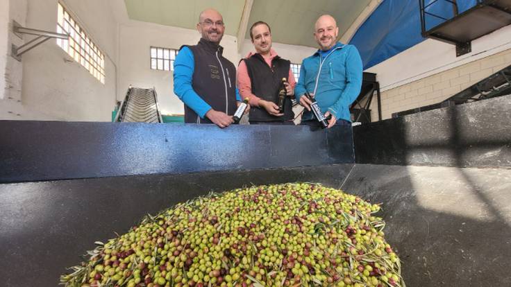 Comienza la recogida de la aceituna en Rioja Alavesa