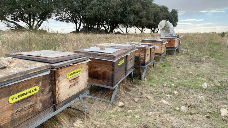 Espacio de Ecología: El futuro de la apicultura puede estar en el cannabis