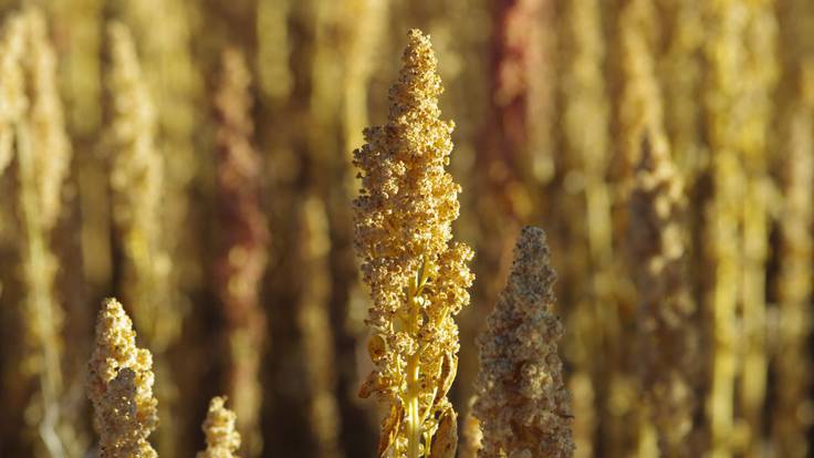 El cultivo de quinoa quiere echar raíces también en Murcia