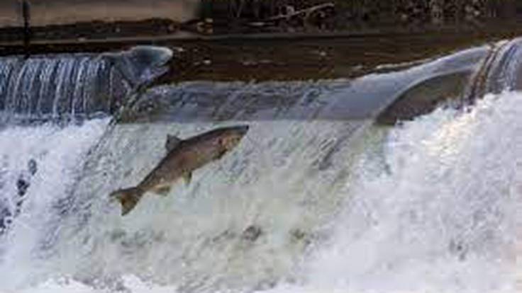 &quot;La situación del salmón es crítica en el río Bidasoa&quot;