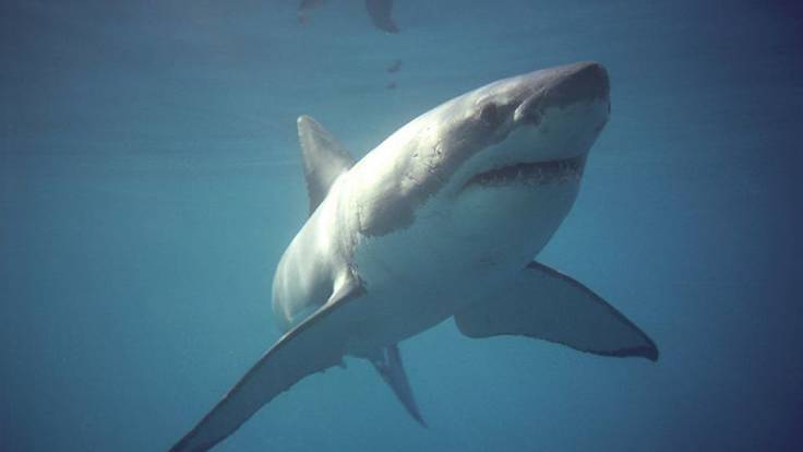 Buen Viaje: &#039;Capítulo segundo desde Sudáfrica: nadando entre tiburones&#039;
