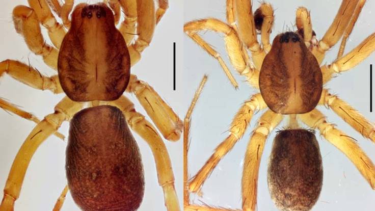 Agroeca istia, una nueva especie de araña encontrada en Navarra (31/05/2022)