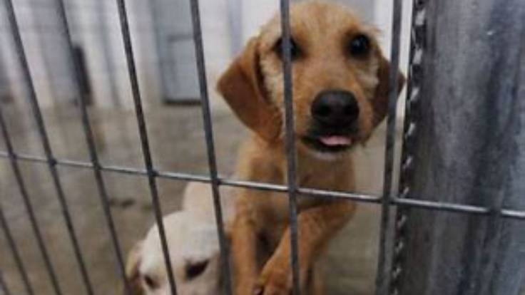 Farol de la Solidaridad | Mascotas, abandonos y adopciones