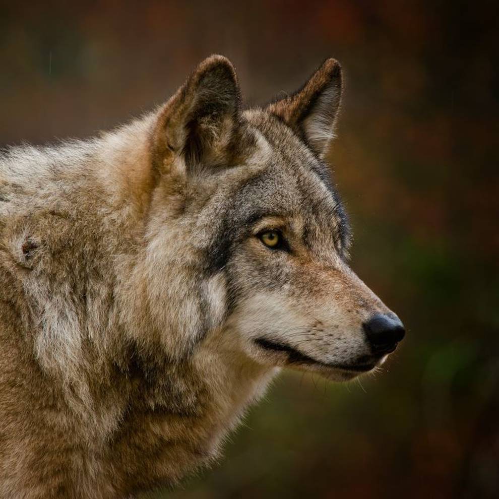 El gran parecido entre lobos y humanos a la hora de comportarnos | Ocio y  cultura | Cadena SER