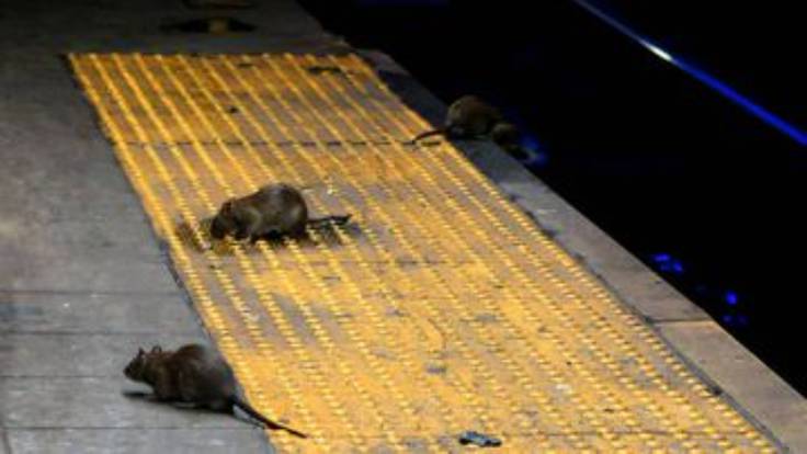 Nueva York ofrece 170.000 dólares al año a quien acabe con las ratas de la ciudad