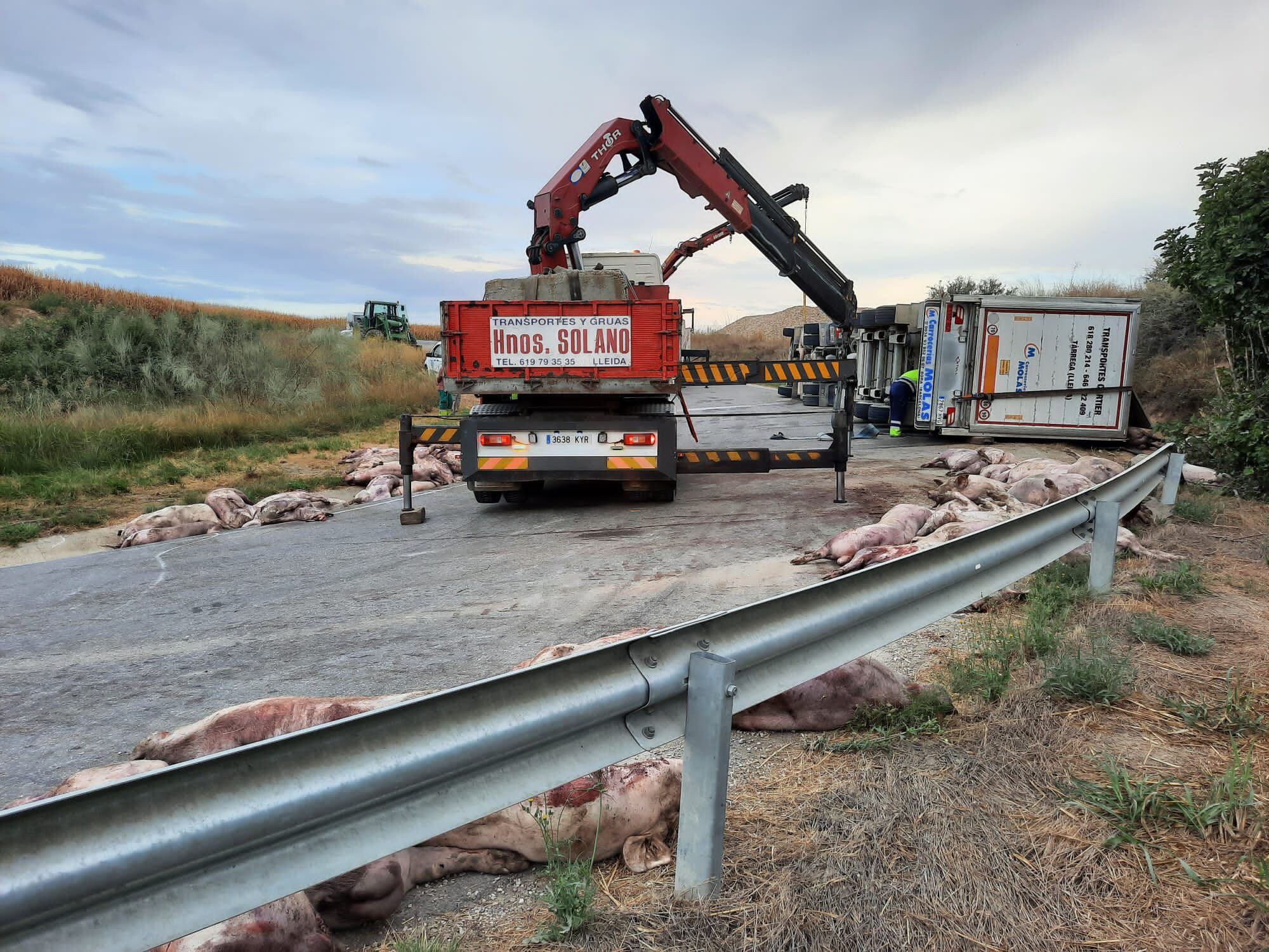 Un camión cargado con 200 cerdos vuelca cerca de Peralta de Alcofea |  Actualidad | Cadena SER