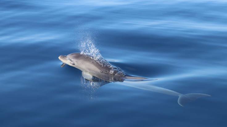 Al menos 74 delfines mulares viven todo el año en aguas de las Pitiusas