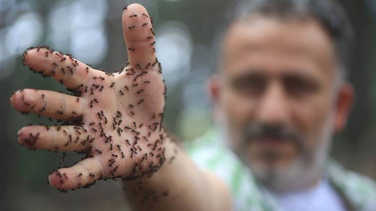 Exportación de hormigas: desde Cádiz a más de 100 países