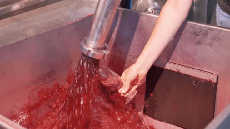 2020 será una añada &quot;excelente&quot; para los vinos de Jumilla, según su consejo regulador