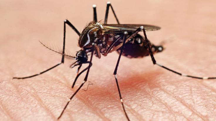 José Muñoz: “Hay que controlar la población de mosquitos para evitar el dengue”