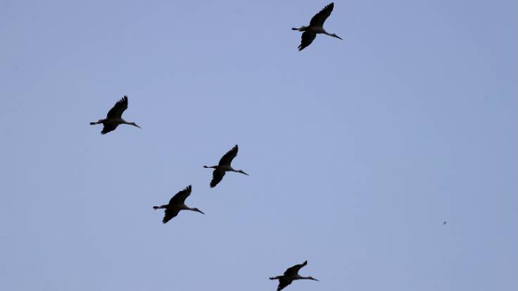 Las aves que cruzan el estrecho en verano