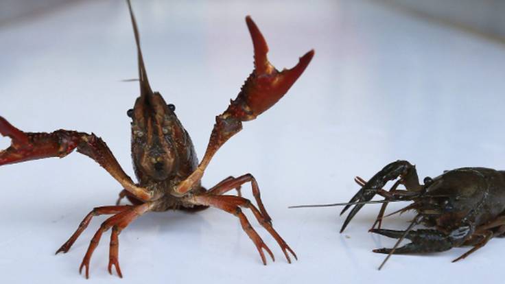 La campaña del cangrejo rojo en las Marismas del Guadalquivir peligra a causa de la sequía