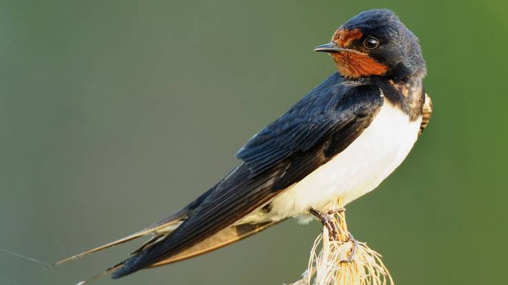 Espacio de ecología sobre ‘Las Tres Mosquiteras’, conservación de las aves migratorias urbanas