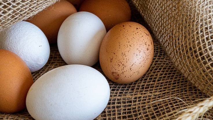 &quot;Tenemos 66.000 gallinas y comercializamos 60.000 huevos al día&quot; S Pavón, Huevos Salvi