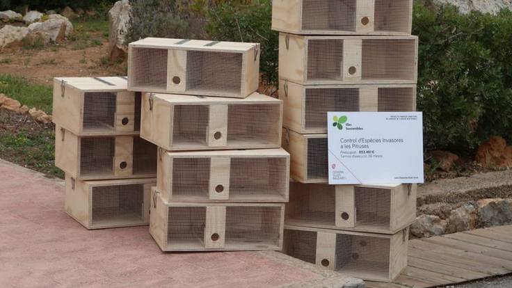 Cajas de refugio en Ibiza para que las lagartijas se protejan de la depredación de las serpientes