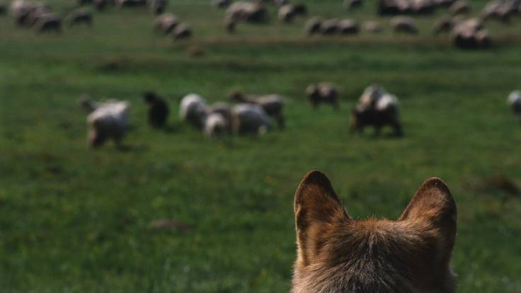CTC desarrolla un sistema para frenar los ataques del lobo a las ovejas |  Actualidad | Cadena SER