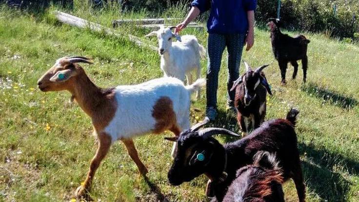 Espacio de Ecología: ‘Telepastoreo’ de cabras con gps en la Sierra de Madrid