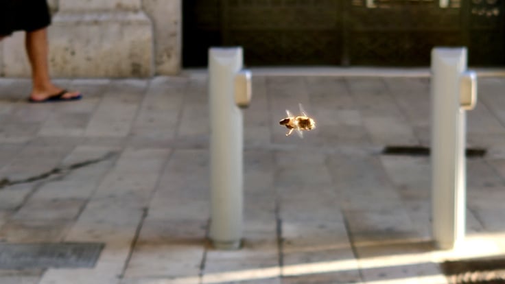 Reportaje: &quot;Miel de barrio&quot;, cómo cuida y protege València a sus &quot;abejas funcionarias&quot;