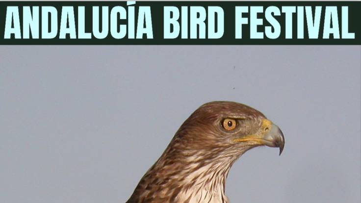 Alfredo Carrasco, coordinador del Andalucía Bird Festival, en Hoy por Hoy