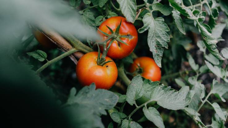 Tomates sin agua o trigo sin gluten: Europa se apunta a la edición genética de plantas