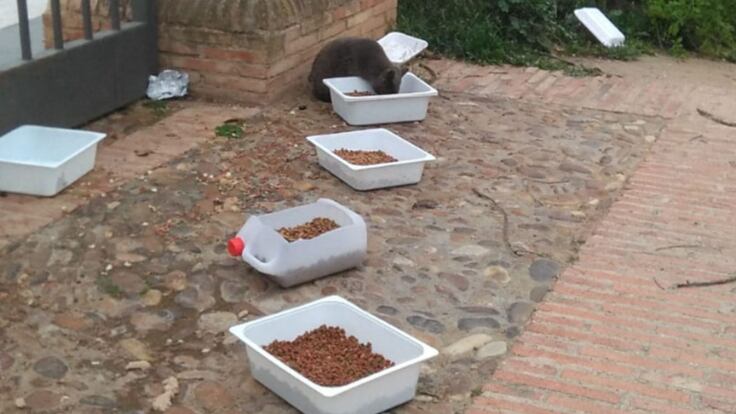 La multiplicación de los panes ¿y los gatos en Toledo?: la situación de las colonias felinas