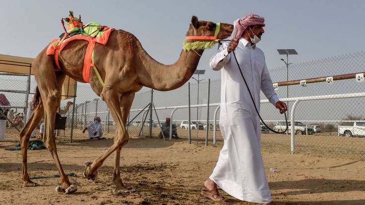 Una banda sonora para los 43 camellos descalificados en un torneo por llevar botox