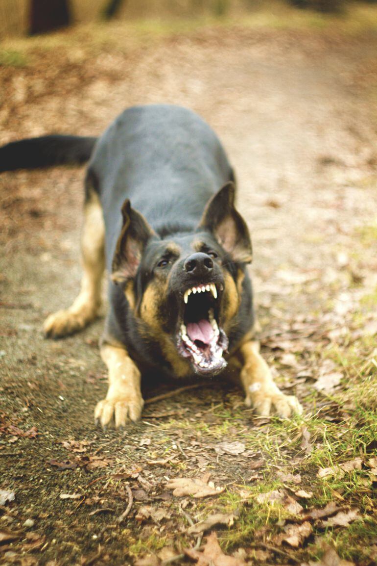 Un perro en actitud agresiva