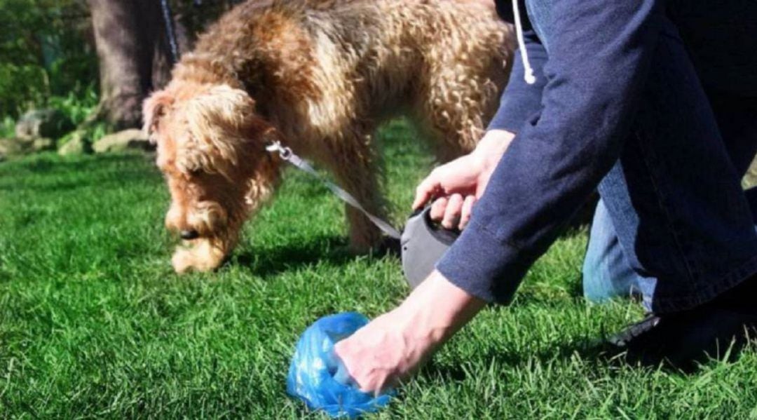 Recogida de excremento canino