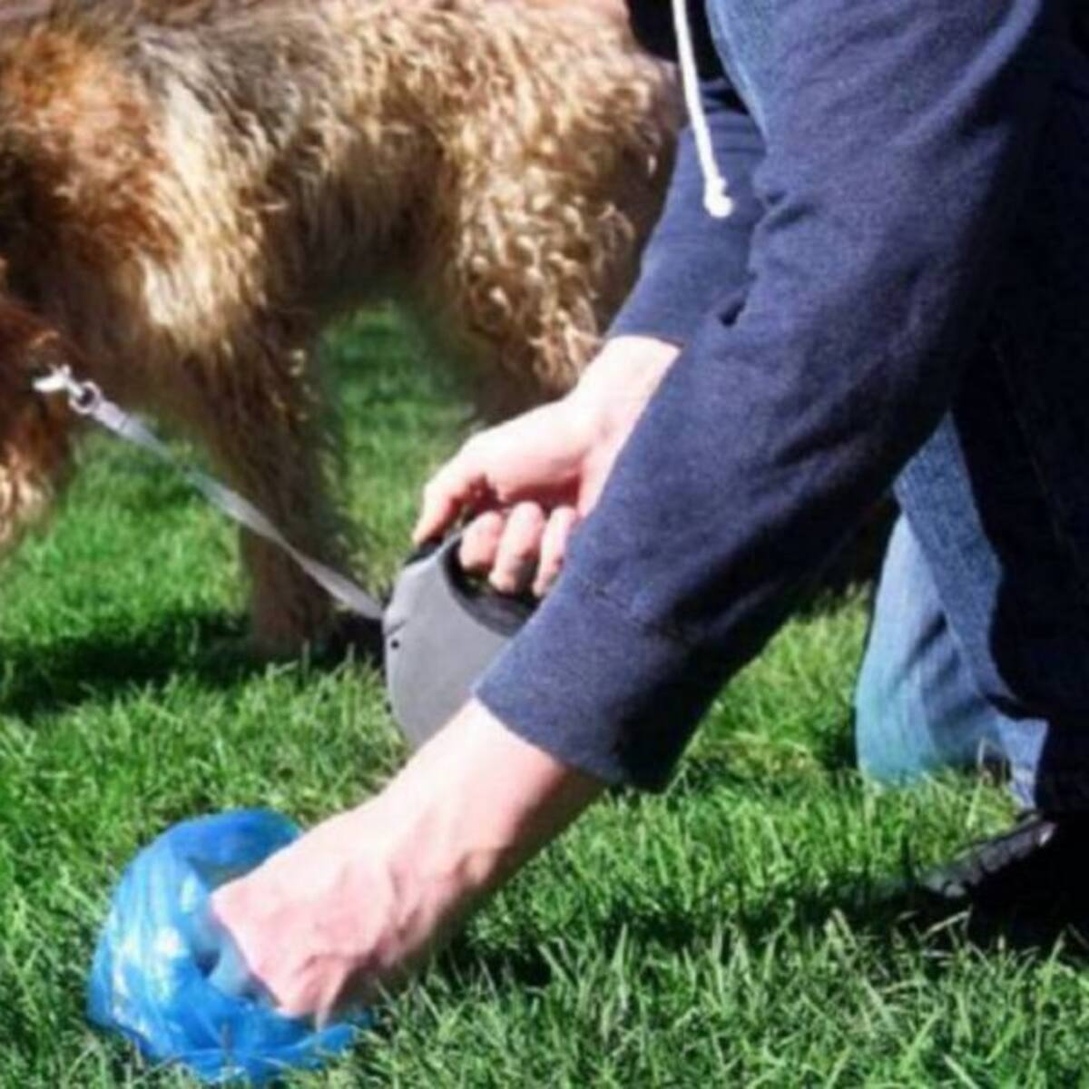Regresa a Algete la campaña de vigilancia de recogida de excrementos caninos