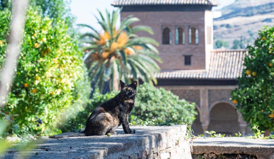 Uno de los gatos de la Alhambra de Granada.