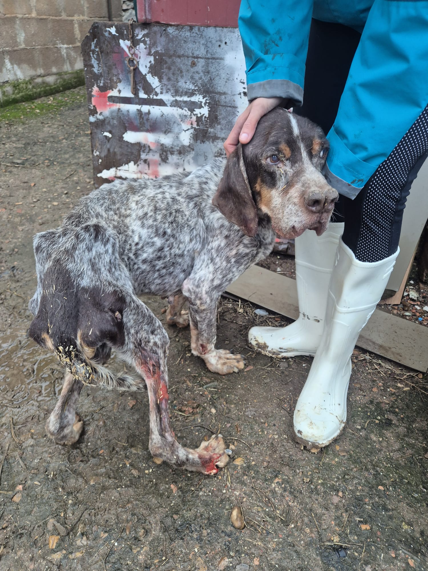 Perro herido y rescatado por Huellas