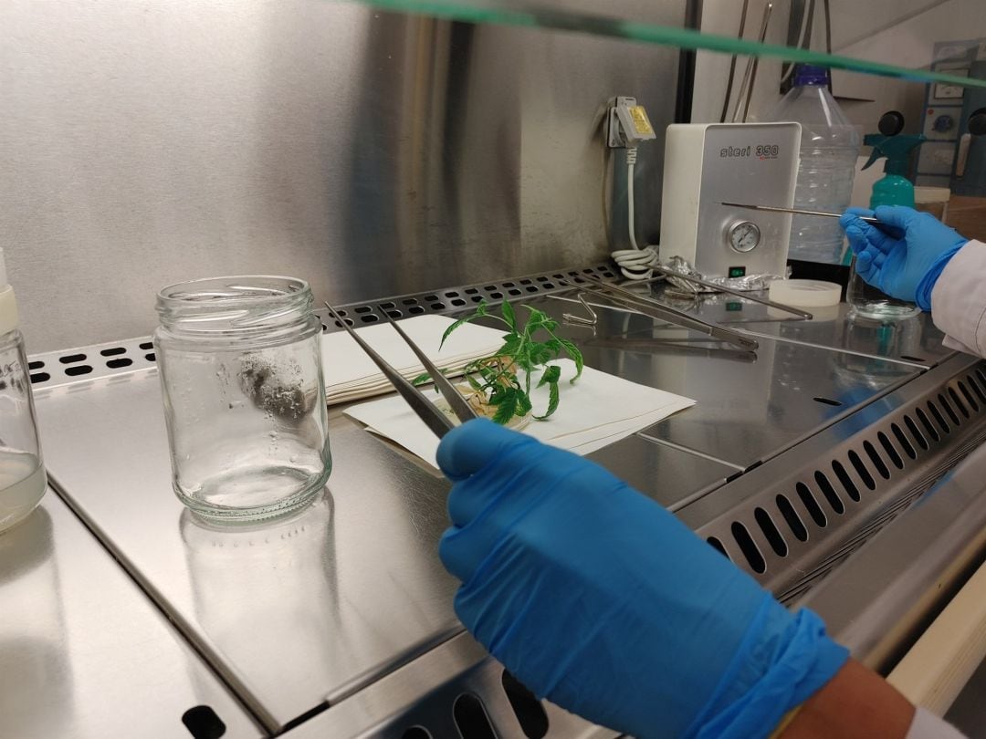 Cultivo de plantas de cannabis in vitro para uso farmacológico 
 