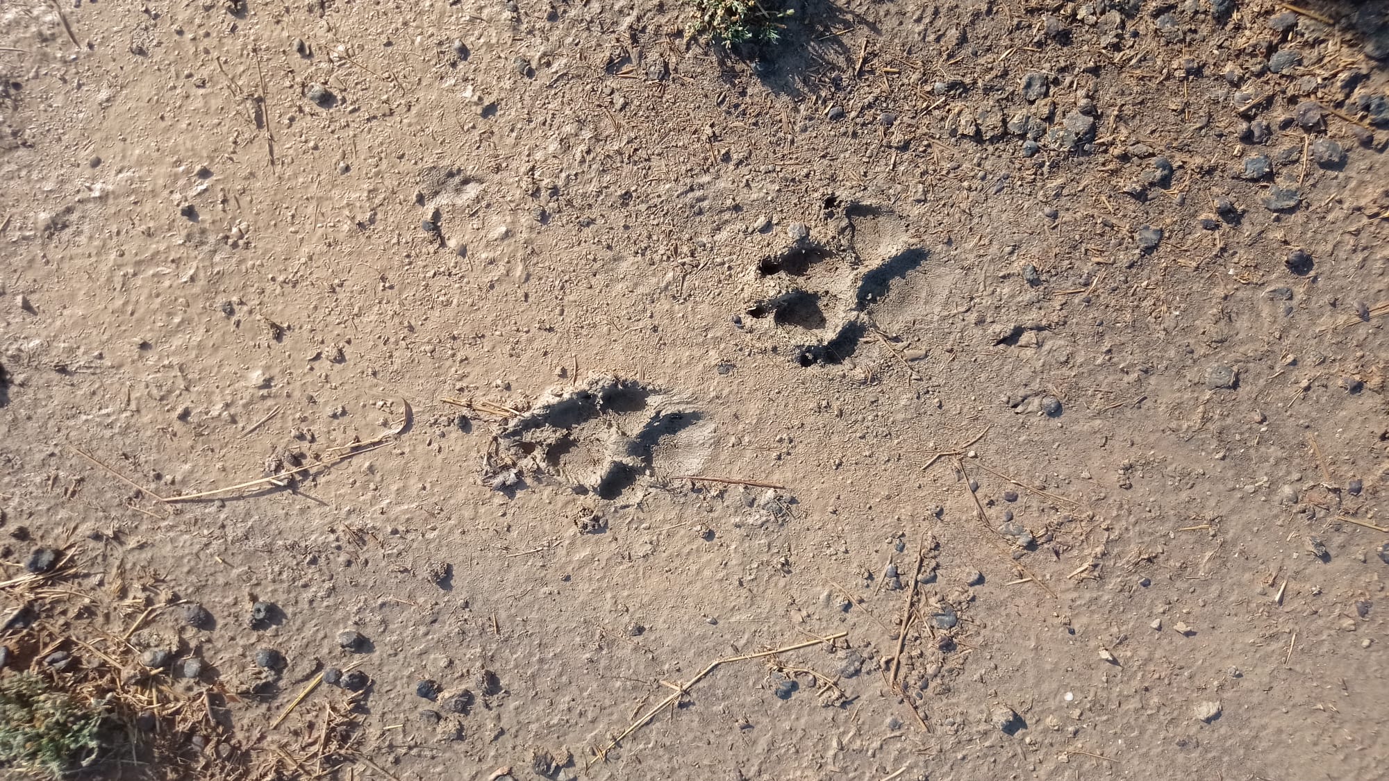 Según los ganaderos, las huellas fotografiadas en Robres son de lobos